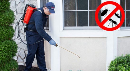 Sasalı Fare İlaçlama böcek ilaçlama ve haşere kontrolü — ilaclama-tr.com